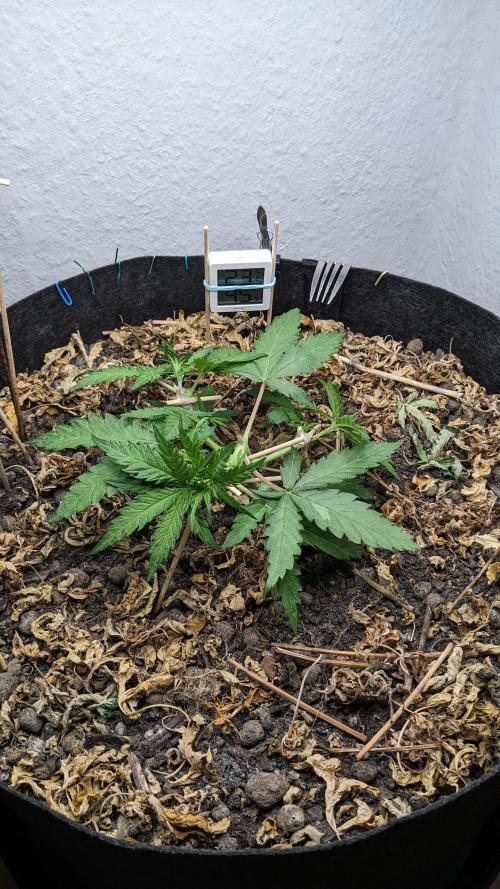BLUE MONSTER | Windowsil | Living Soil. Week 4