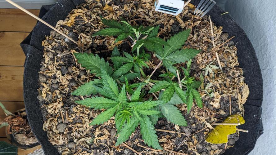 BLUE MONSTER | Windowsil | Living Soil. Week 5
