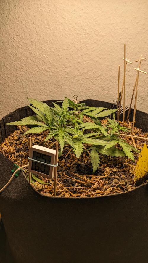 BLUE MONSTER | Windowsil | Living Soil. Week 5
