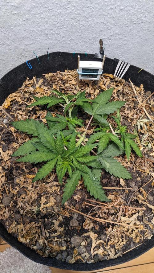 BLUE MONSTER | Windowsil | Living Soil. Week 5