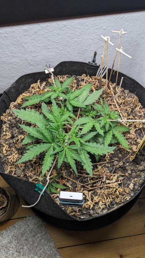 BLUE MONSTER | Windowsil | Living Soil. Week 5