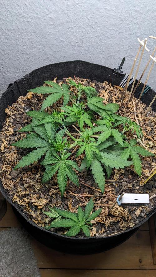 BLUE MONSTER | Windowsil | Living Soil. Week 5