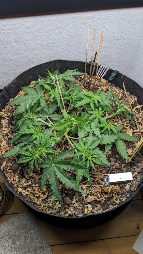 BLUE MONSTER | Windowsil | Living Soil. Week 5