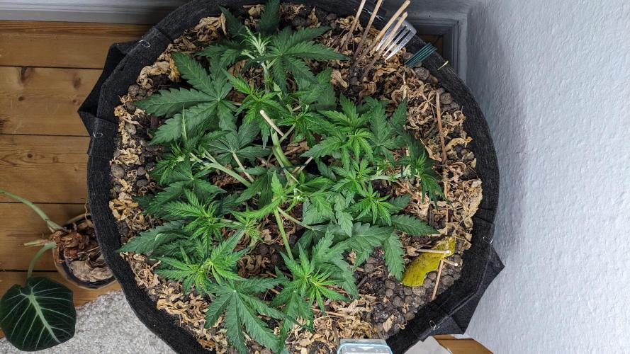 BLUE MONSTER | Windowsil | Living Soil. Week 5