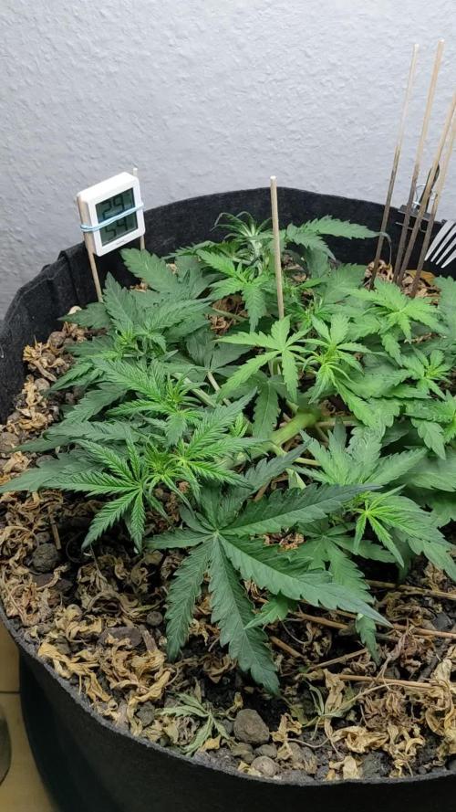 Living Soil | Windowsil | BLUE MONSTER