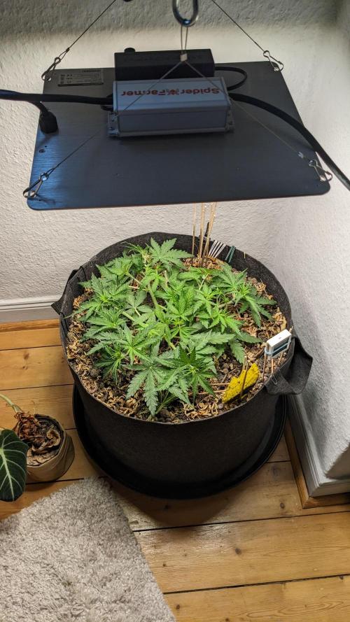 Living Soil | Windowsil | BLUE MONSTER. Week 5