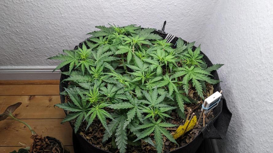 Living Soil | Windowsil | BLUE MONSTER. Week 6