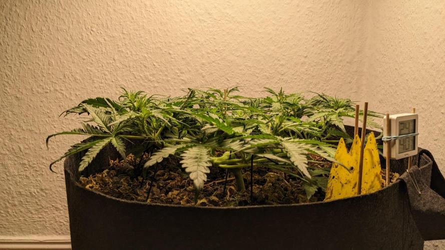Living Soil | Windowsil | BLUE MONSTER. Week 6