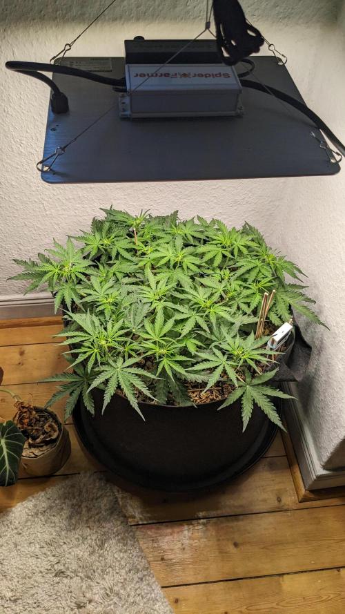 Living Soil | Windowsil | BLUE MONSTER. Week 6
