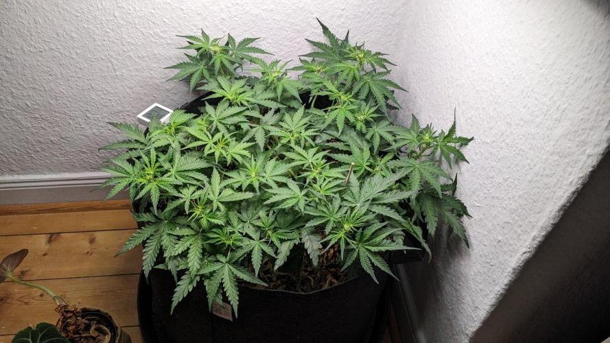 Living Soil | Windowsil | BLUE MONSTER. Week 6