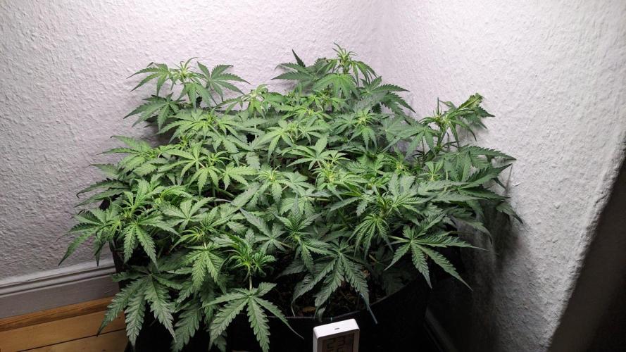 Living Soil | Windowsil | BLUE MONSTER. Week 6