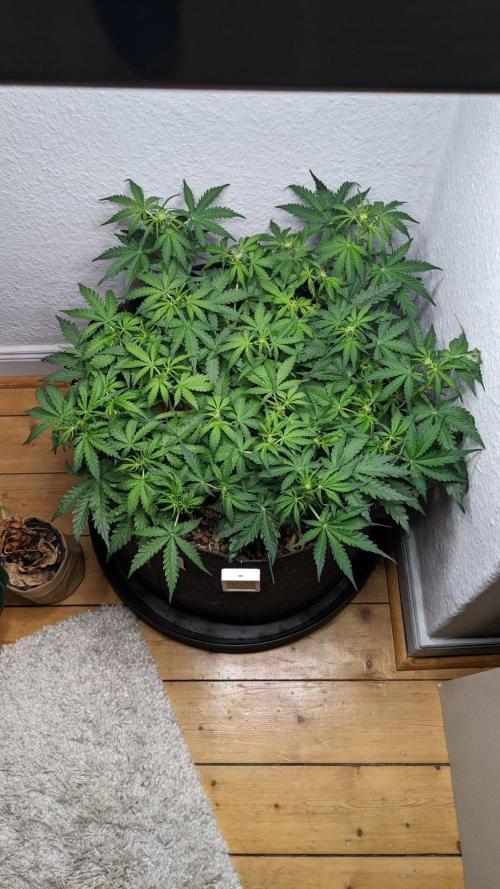 Living Soil | Windowsil | BLUE MONSTER. Week 6