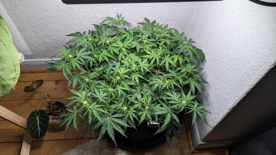 Living Soil | Windowsil | BLUE MONSTER. Week 7