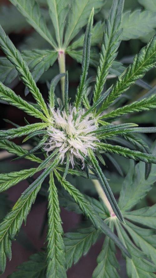 Living Soil | Windowsil | BLUE MONSTER. Week 7