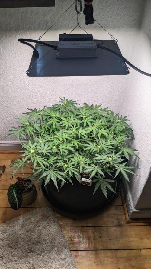 Living Soil | Windowsil | BLUE MONSTER. Week 7