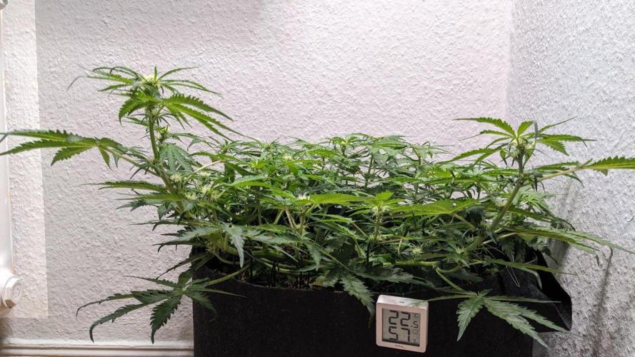 Living Soil | Windowsil | BLUE MONSTER. Week 7