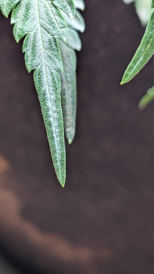 Living Soil | Windowsil | BLUE MONSTER. Week 7