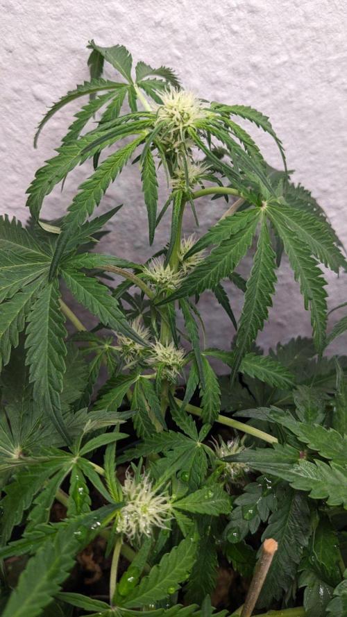 Living Soil | Windowsil | BLUE MONSTER. Week 7