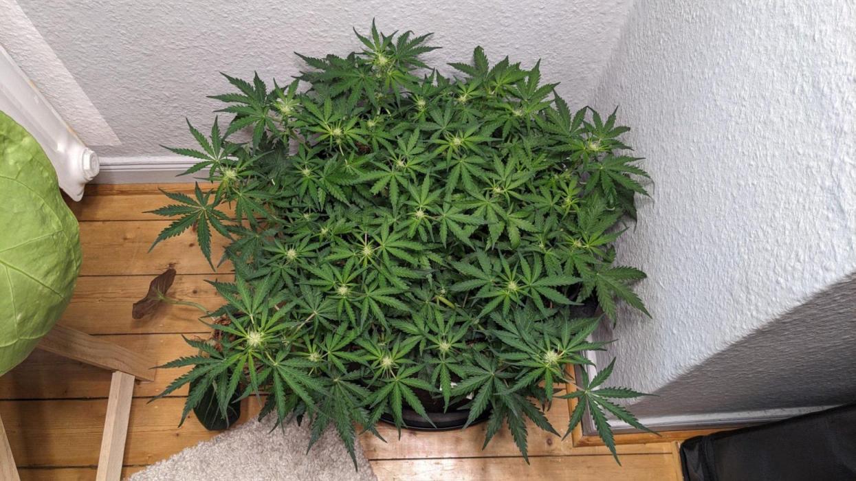 Living Soil | Windowsil | BLUE MONSTER. Week 9