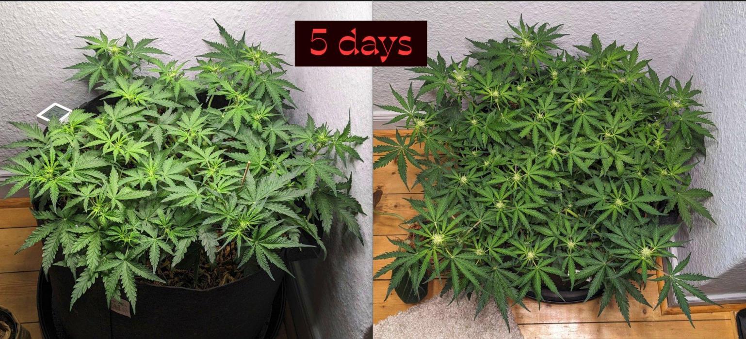Living Soil | Windowsil | BLUE MONSTER. Week 8