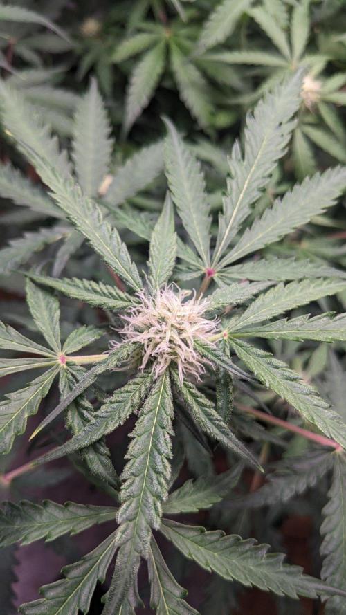 Living Soil | Windowsil | BLUE MONSTER. Week 8