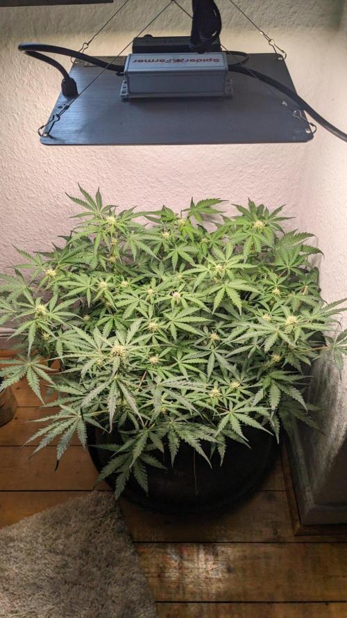 Living Soil | Windowsil | BLUE MONSTER. Week 8