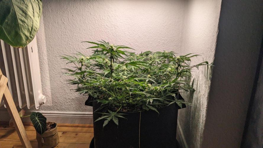 Living Soil | Windowsil | BLUE MONSTER. Week 8