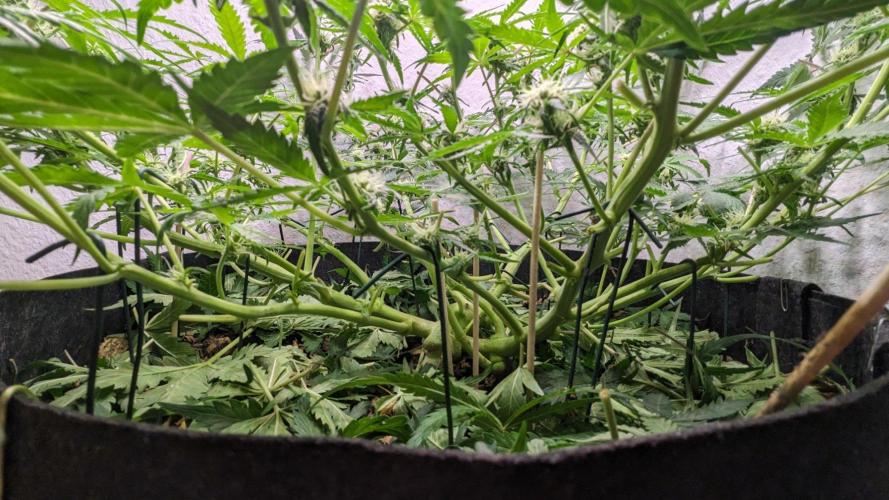 Living Soil | Windowsil | BLUE MONSTER. Week 8