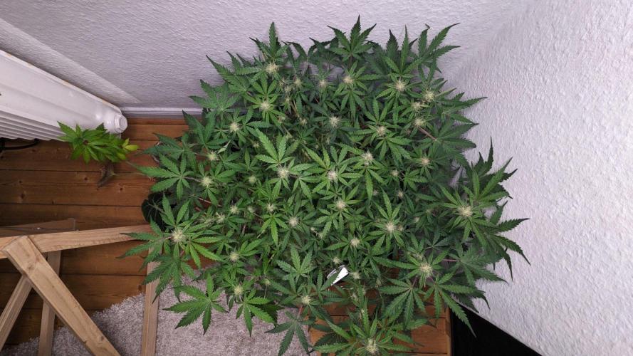 Living Soil | Windowsil | BLUE MONSTER. Week 8