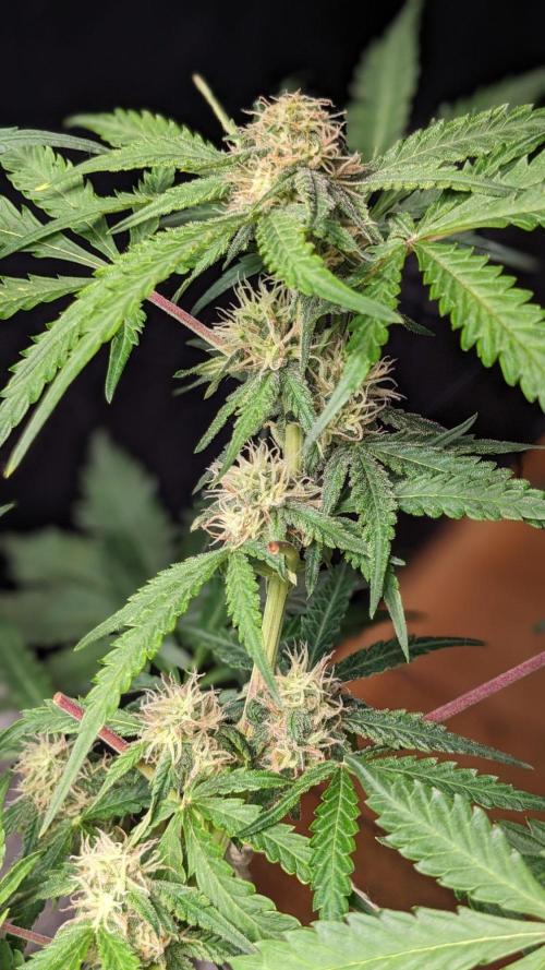 Living Soil | Windowsil | BLUE MONSTER. Week 9