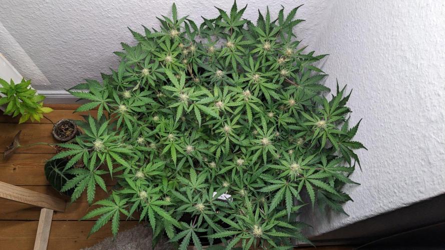 Living Soil | Windowsil | BLUE MONSTER. Week 9