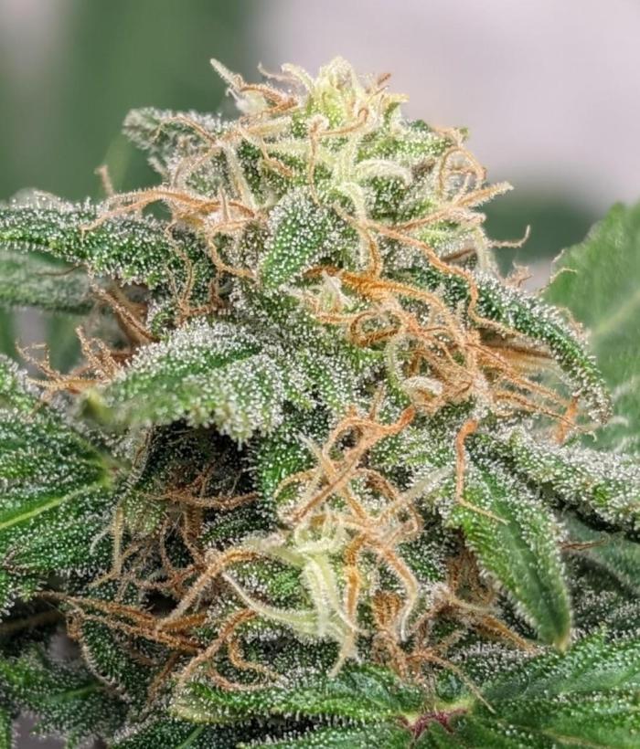 Living Soil | Windowsil | BLUE MONSTER. Week 10