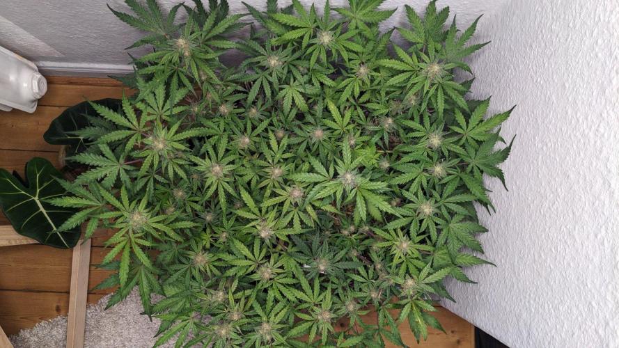 Living Soil | Windowsil | BLUE MONSTER. Week 9