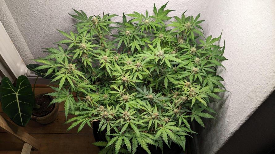 Living Soil | Windowsil | BLUE MONSTER. Week 10