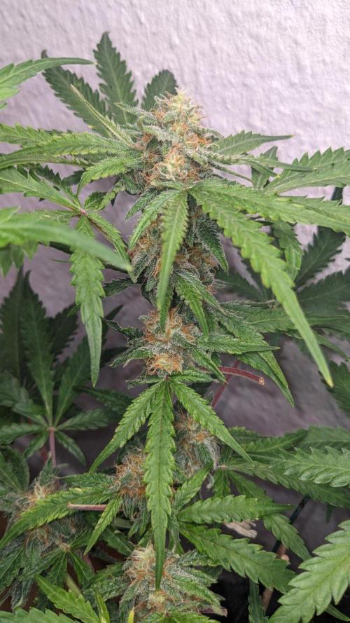 Living Soil | Windowsil | BLUE MONSTER. Week 10