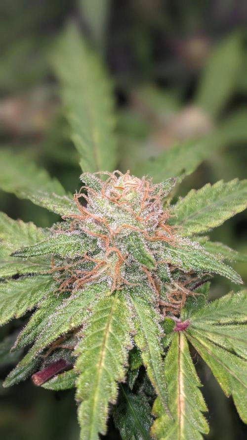 Living Soil | Windowsil | BLUE MONSTER. Week 10