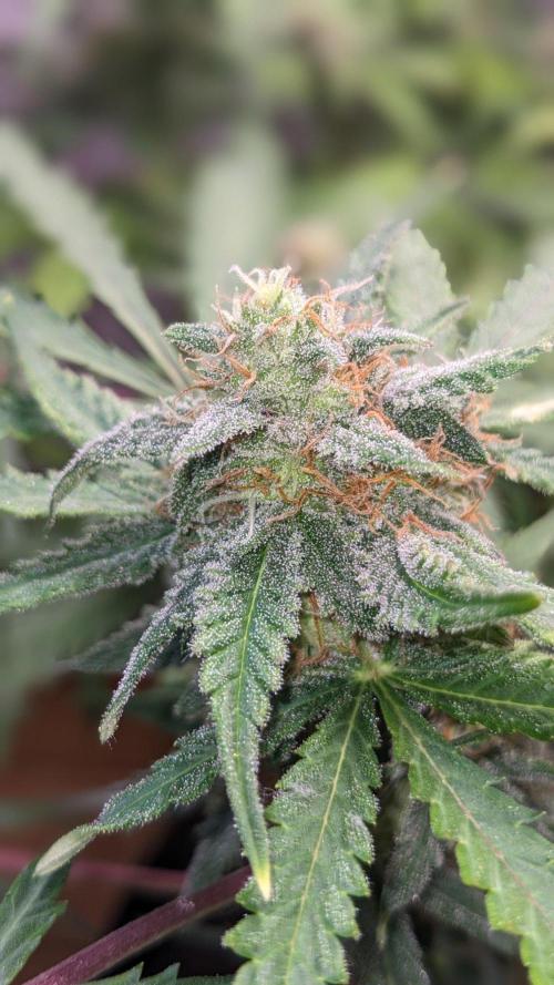Living Soil | Windowsil | BLUE MONSTER. Week 10