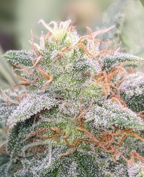 Living Soil | Windowsil | BLUE MONSTER. Week 10