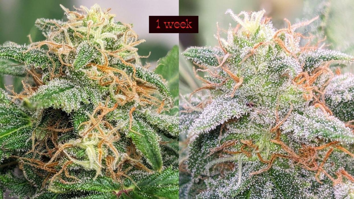 Living Soil | Windowsil | BLUE MONSTER. Week 11
