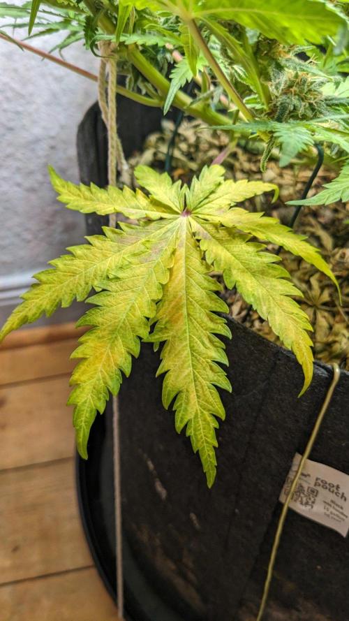 Living Soil | Windowsil | BLUE MONSTER. Week 10