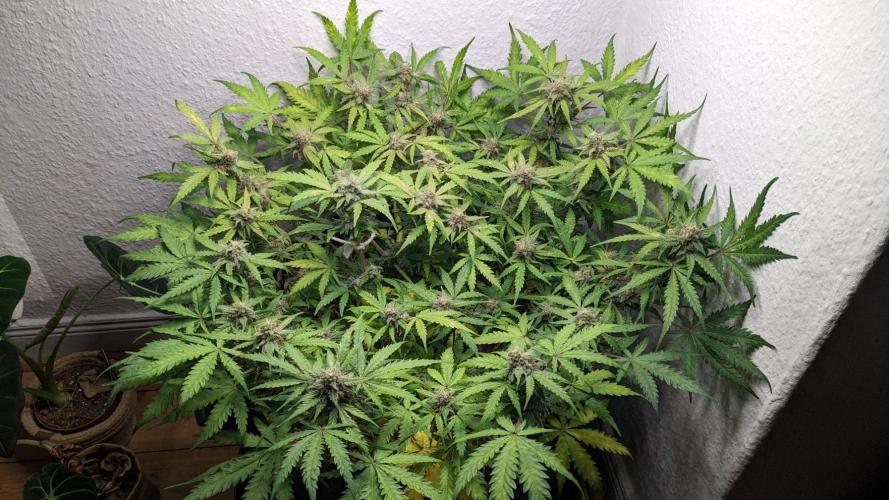 Living Soil | Windowsil | BLUE MONSTER. Week 10
