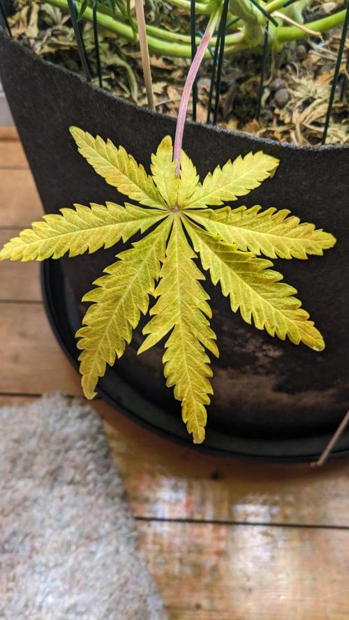 Living Soil | Windowsil | BLUE MONSTER. Week 11