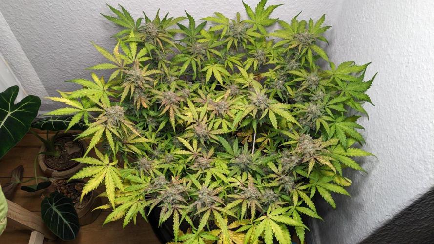 Living Soil | Windowsil | BLUE MONSTER. Week 11