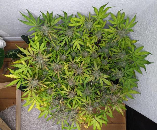 Living Soil | Windowsil | BLUE MONSTER. Week 11
