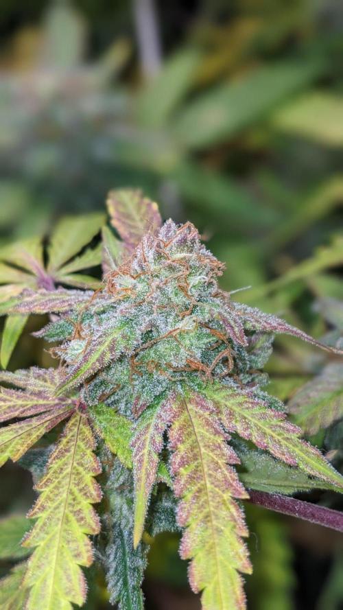 Living Soil | Windowsil | BLUE MONSTER. Week 11