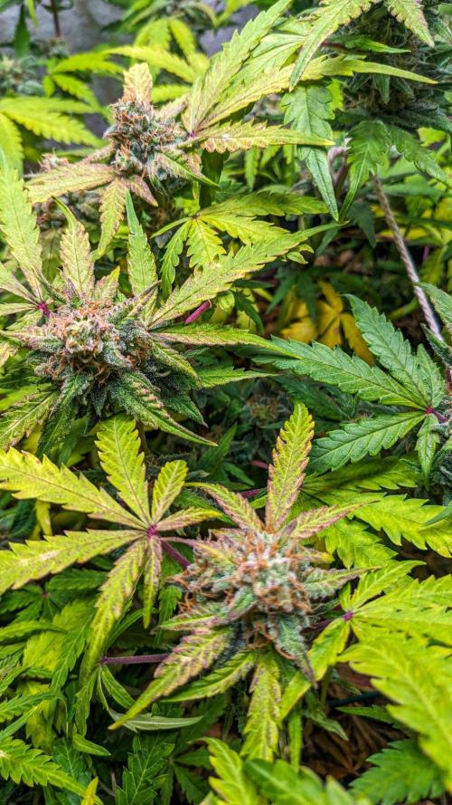 Living Soil | Windowsil | BLUE MONSTER. Week 11