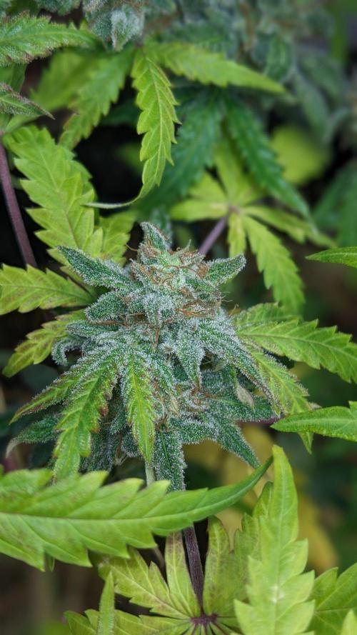 Living Soil | Windowsil | BLUE MONSTER. Week 11