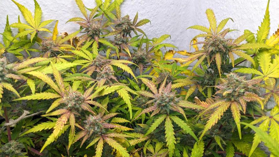 Living Soil | Windowsil | BLUE MONSTER. Week 11