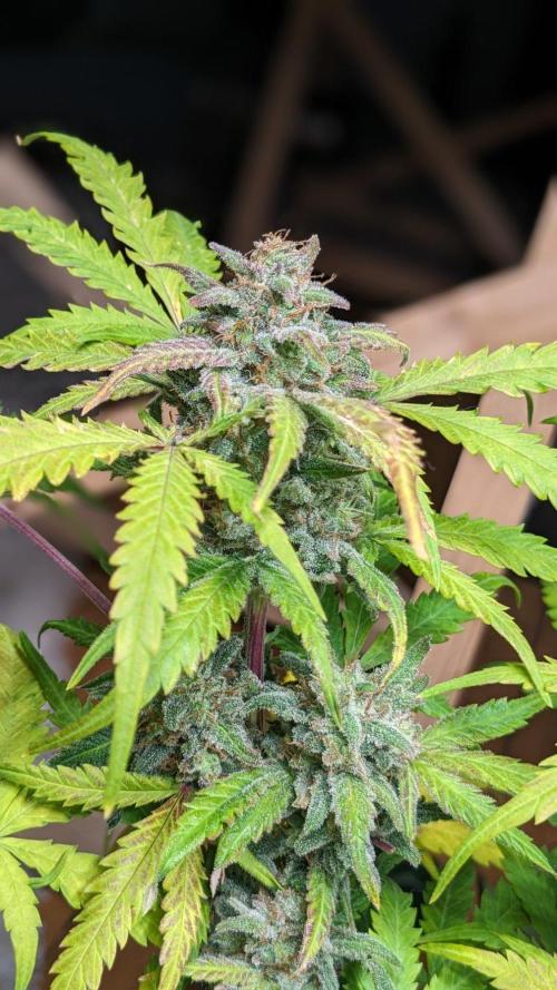 Living Soil | Windowsil | BLUE MONSTER. Week 11