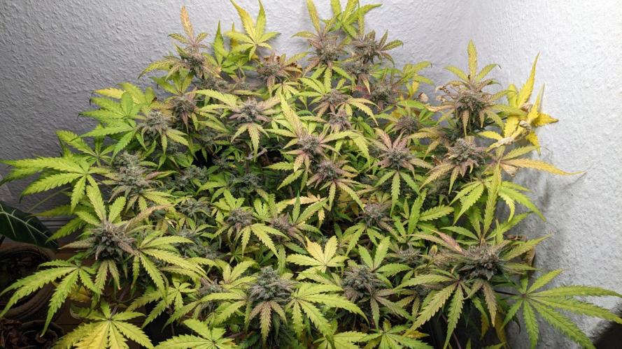 Living Soil | Windowsil | BLUE MONSTER. Week 12
